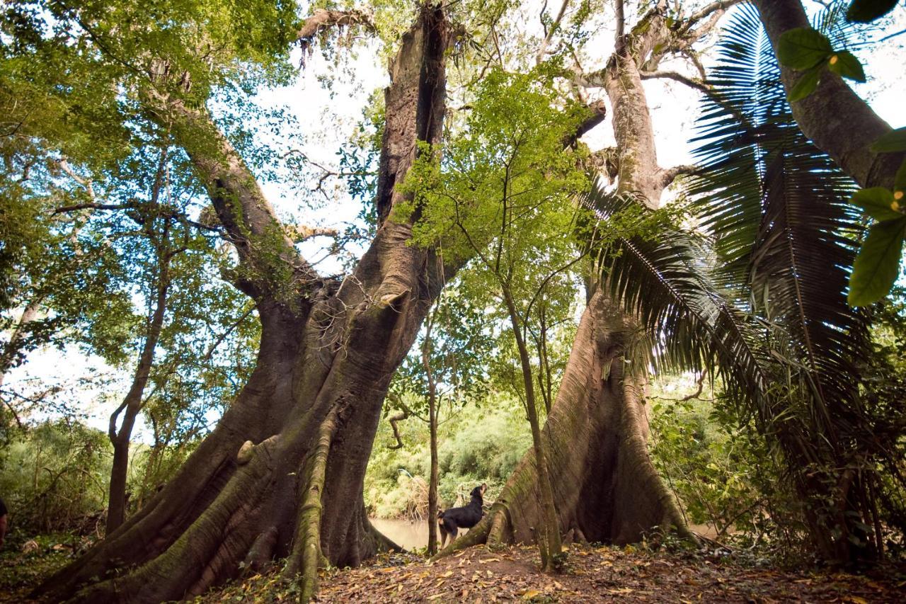 Lower Dover Jungle Lodge & Maya Ruins Unitedville Екстер'єр фото